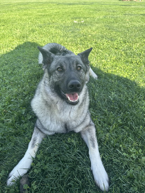 Bryn, an adoptable Elkhound in Elizabethtown, PA