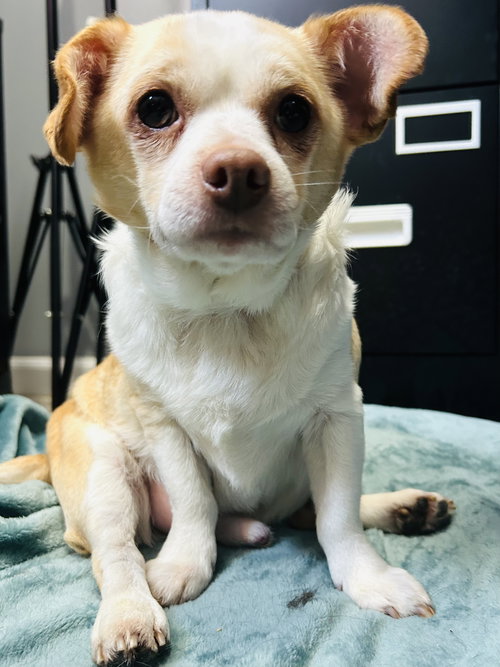 CASPER AND TUBBZ - Chihuahua / Dachshund available for adoption