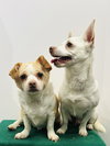 Casper and Tubbz - Photo 4