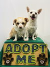 Casper and Tubbz - Photo 5