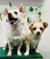 Casper and Tubbz - Photo 7