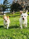 Casper and Tubbz - Photo 4