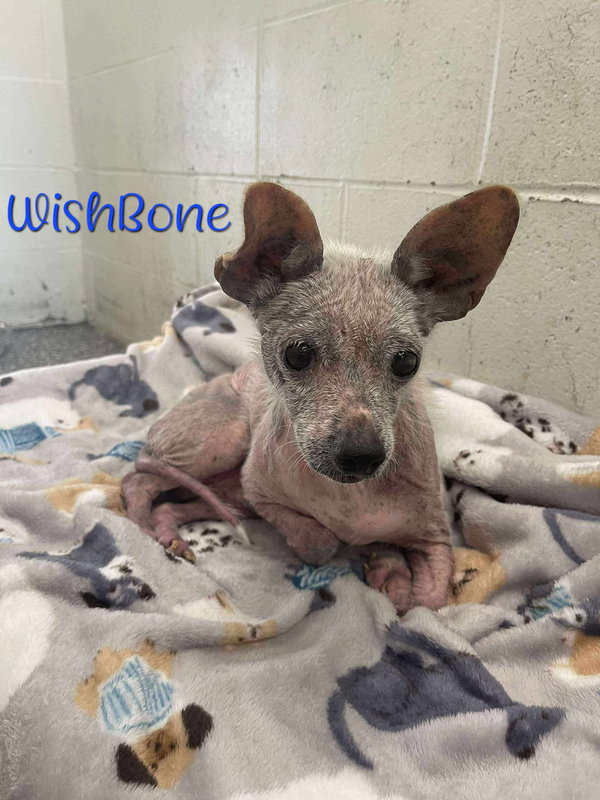 Wishbone