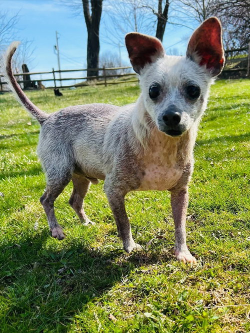 Wishbone, an adoptable Chihuahua in Elizabethtown, PA