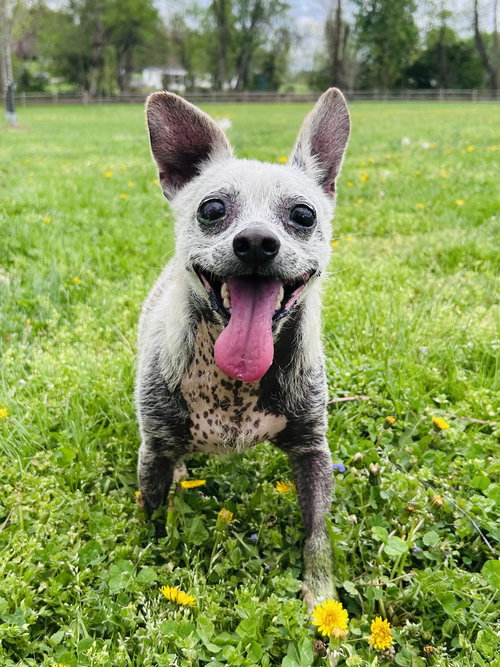 Wishbone, an adoptable Chihuahua in Elizabethtown, PA