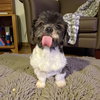 Callie - Photo 3