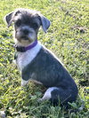 Callie - Photo 4