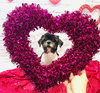 Callie - Photo 2