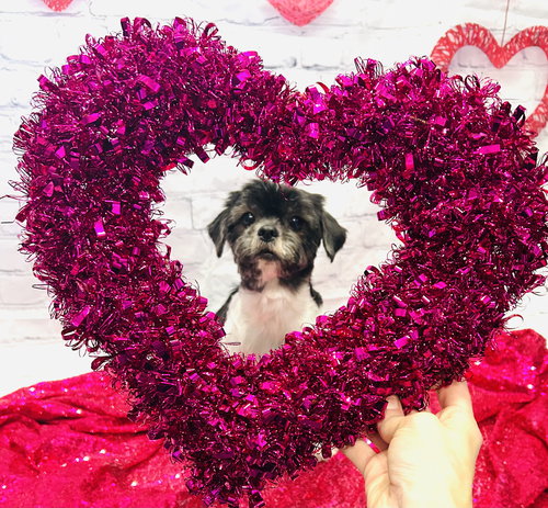 CALLIE - Shih Tzu available for adoption