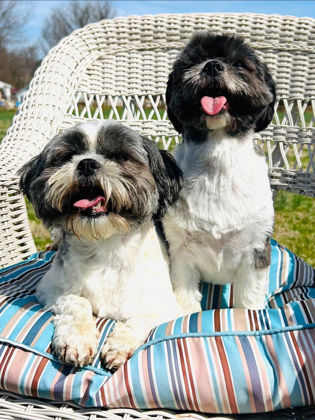 Callie and Molly
