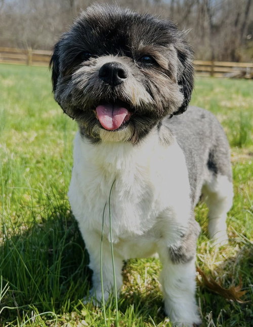 CALLIE AND MOLLY - Shih Tzu available for adoption