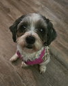 Baylee - Photo 1