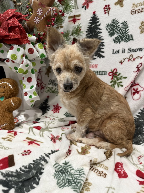 COURAGE - Chihuahua available for adoption