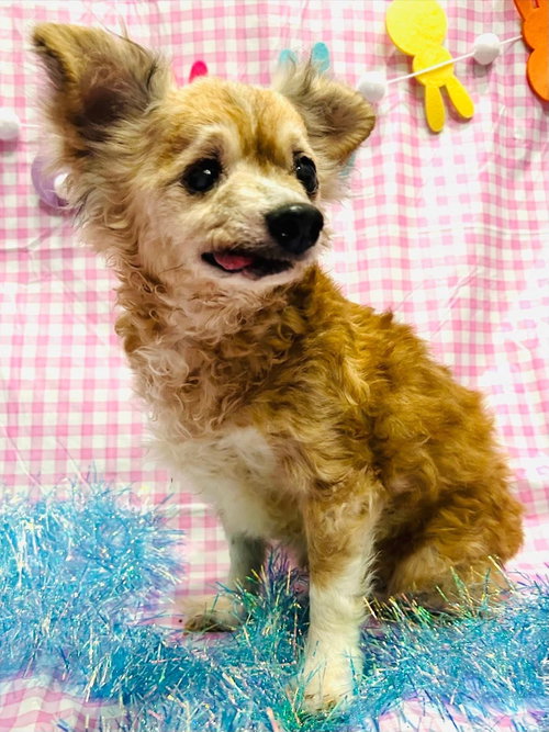 Courage, an adoptable Chihuahua in Elizabethtown, PA
