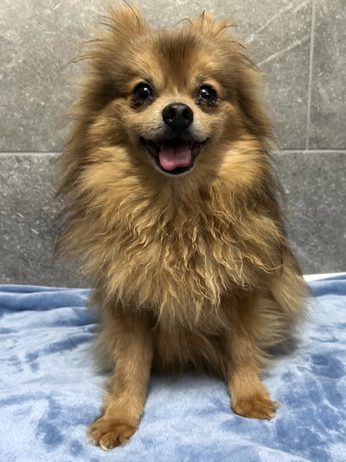 Theo, an adoptable Pomeranian in Elizabethtown, PA
