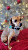 Biscuit the Beagle - Photo 4