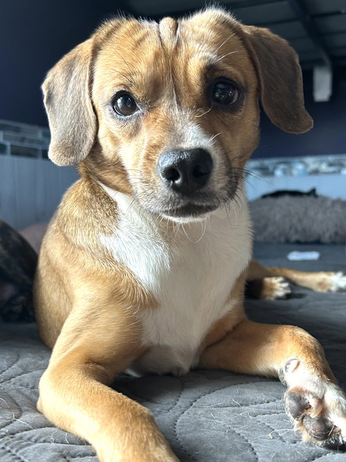BISCUIT THE BEAGLE - Beagle / Chihuahua available for adoption