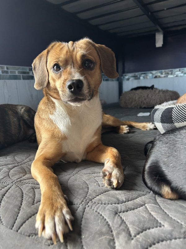Biscuit the Beagle