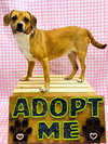 Biscuit the Beagle - Photo 6