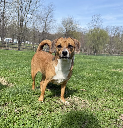 Biscuit the Beagle, an adoptable Beagle in Elizabethtown, PA