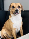 Biscuit the Beagle - Photo 1
