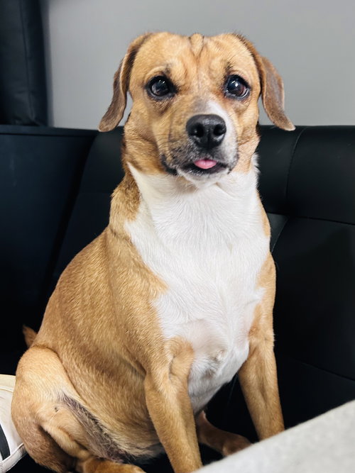 Biscuit the Beagle, an adoptable Beagle in Elizabethtown, PA