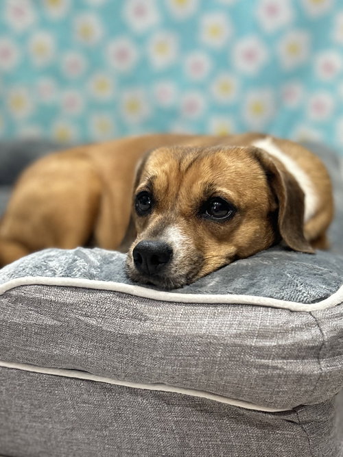 BISCUIT THE BEAGLE - Beagle / Chihuahua available for adoption