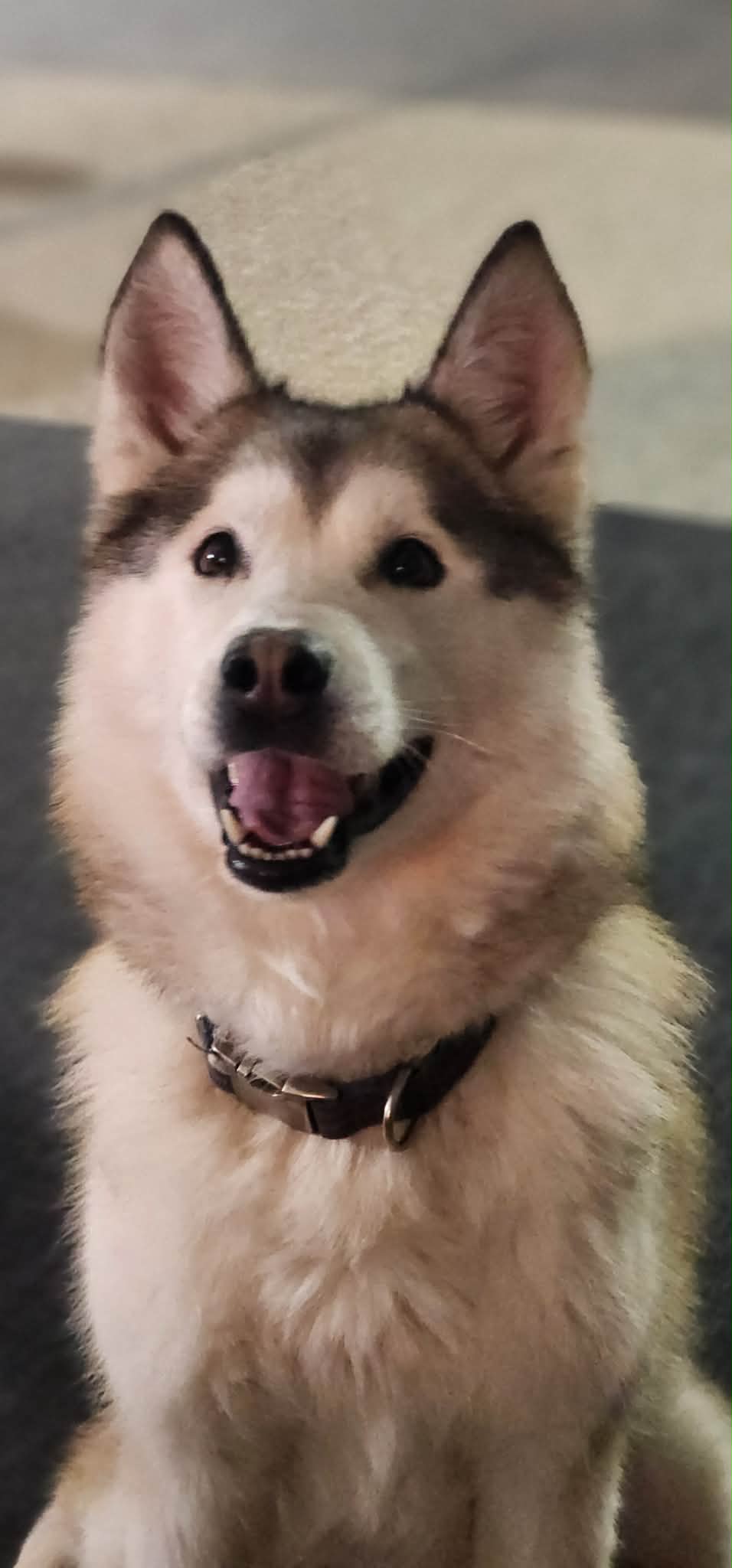 Mya Image