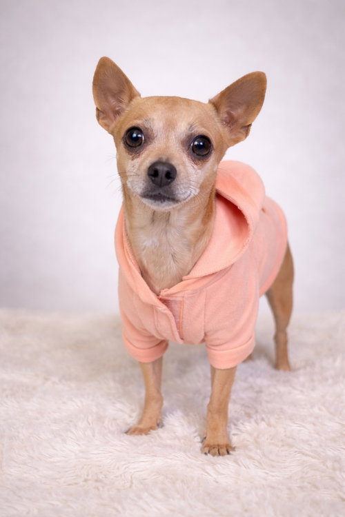 Precious, an adoptable Chihuahua in Elizabethtown, PA