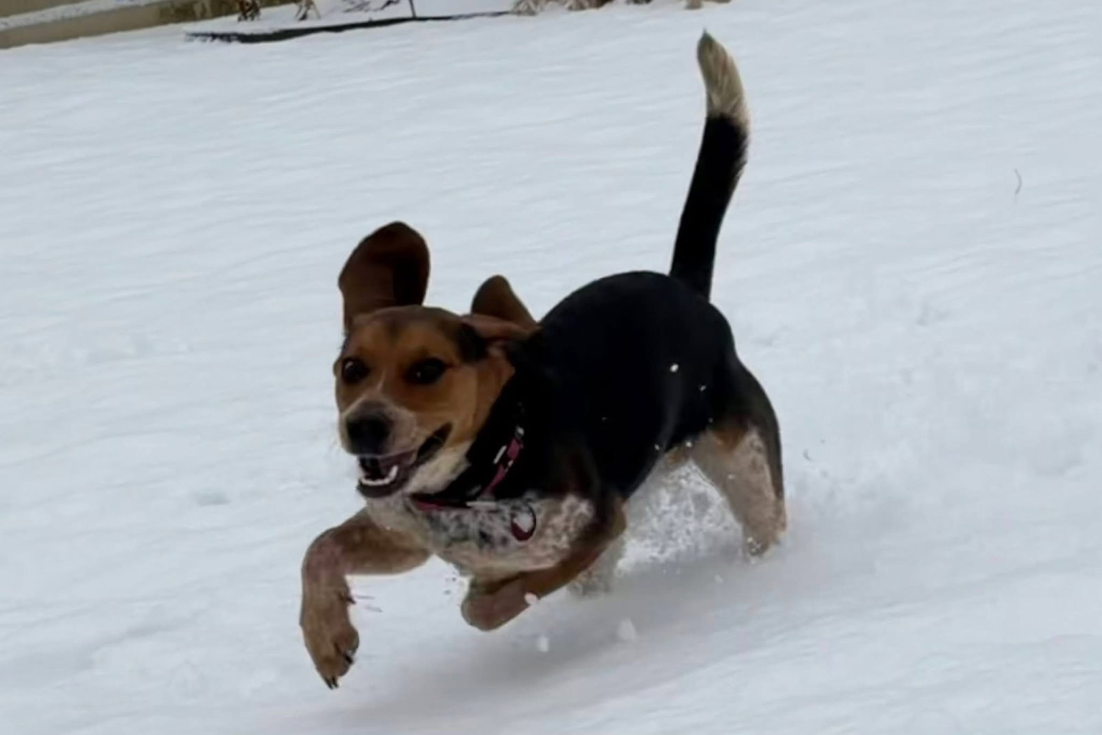 Woody, photo 4