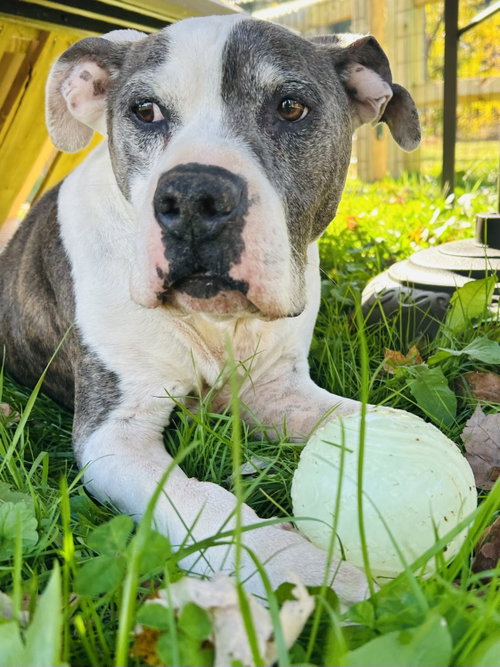 TJ, photo 6