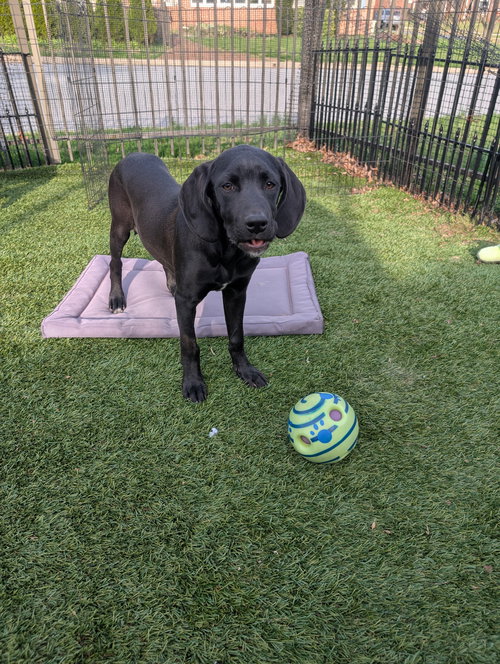Paige, an adoptable Hound in Elizabethtown, PA