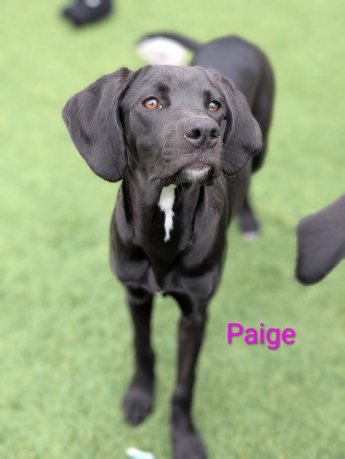Paige, an adoptable Hound in Elizabethtown, PA