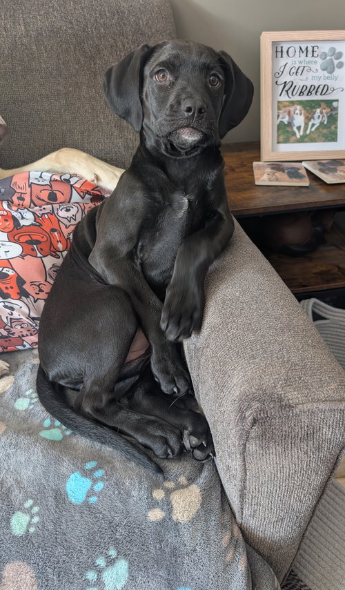 Petra, an adoptable Hound in Elizabethtown, PA