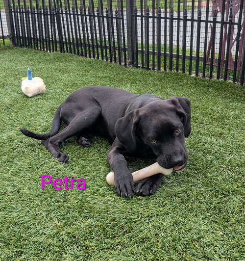 Petra, an adoptable Hound in Elizabethtown, PA