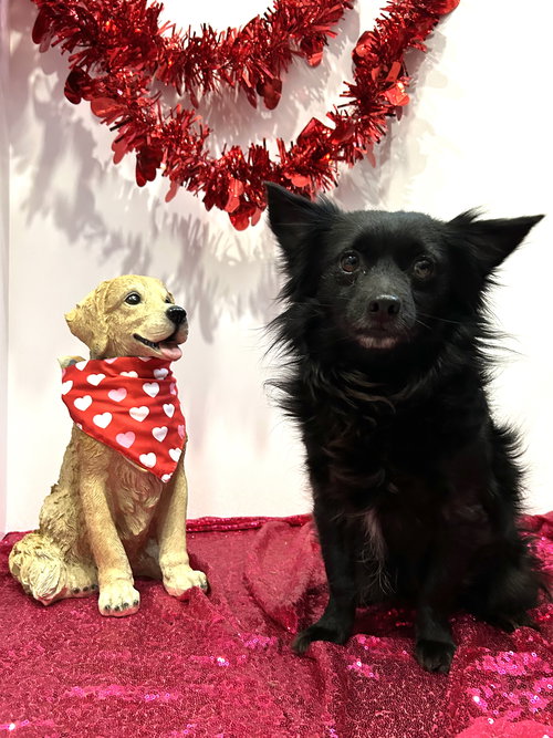 MILTON AND MARVIN - Chihuahua / Pomeranian available for adoption