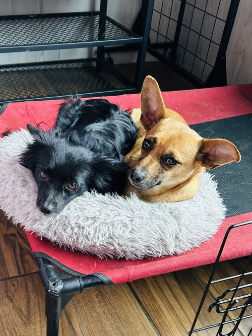MILTON AND MARVIN - Chihuahua / Pomeranian available for adoption