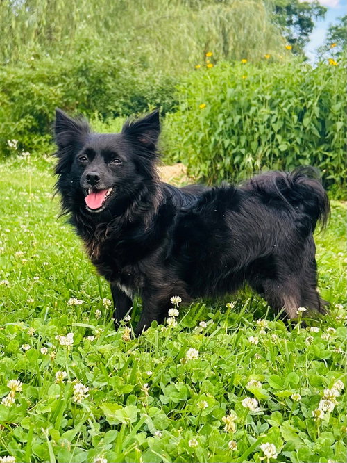 MILTON AND MARVIN - Chihuahua / Pomeranian available for adoption