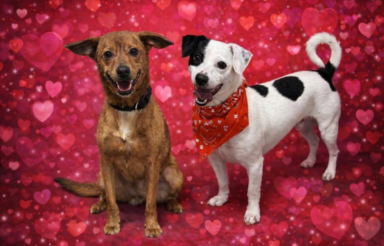 Cash and Gizmo Image