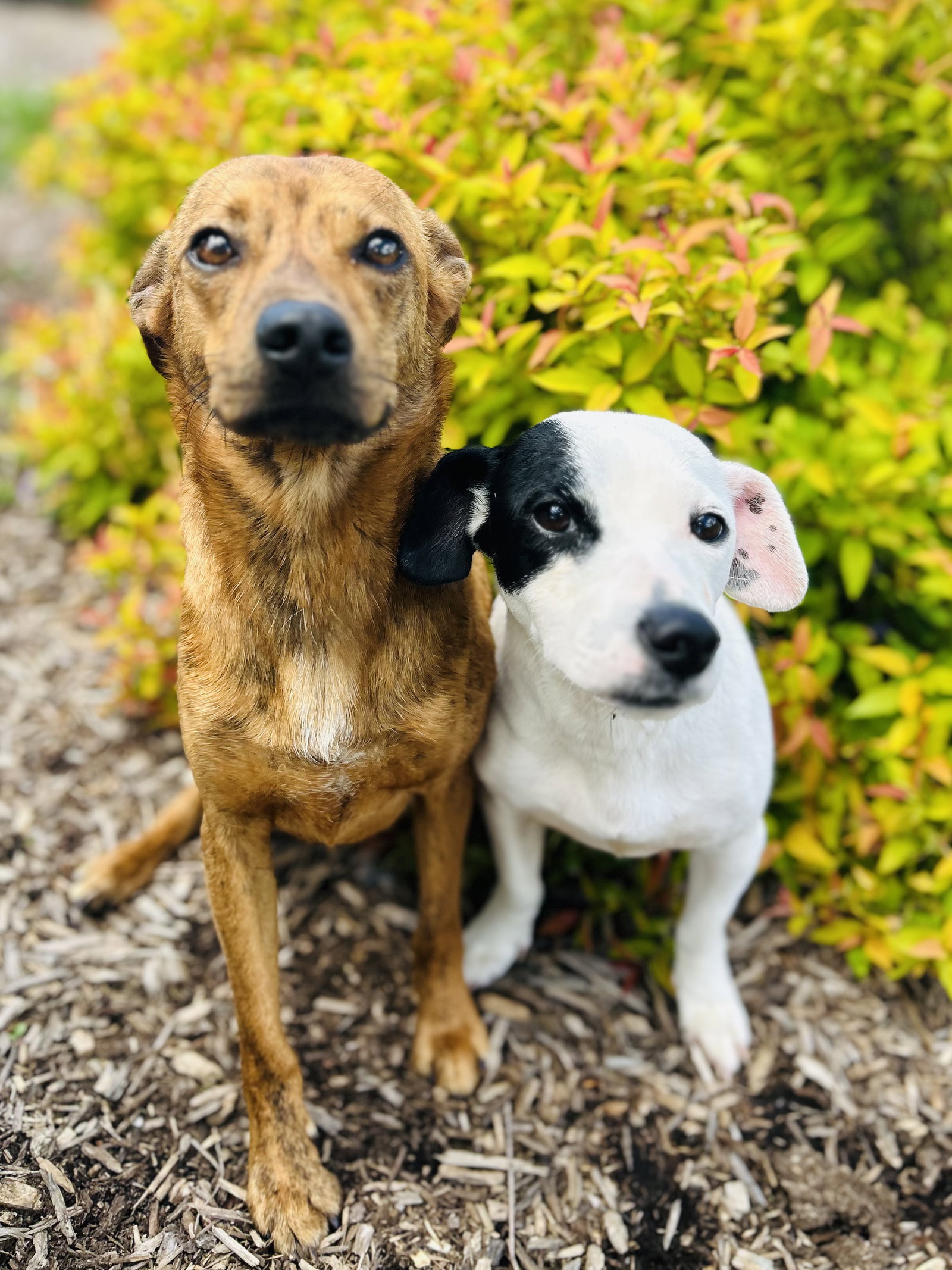 Cash and Gizmo Image