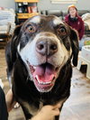 Frankie - Photo 2