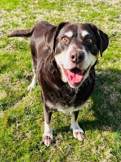 Frankie, an adoptable Labrador Retriever in Elizabethtown, PA
