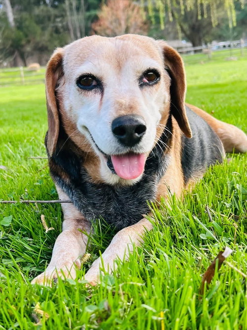Bonnie, an adoptable Beagle in Elizabethtown, PA