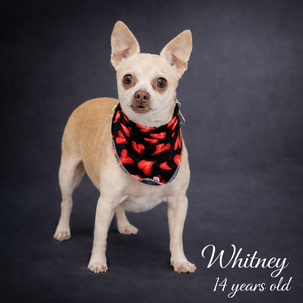 Whitney Image