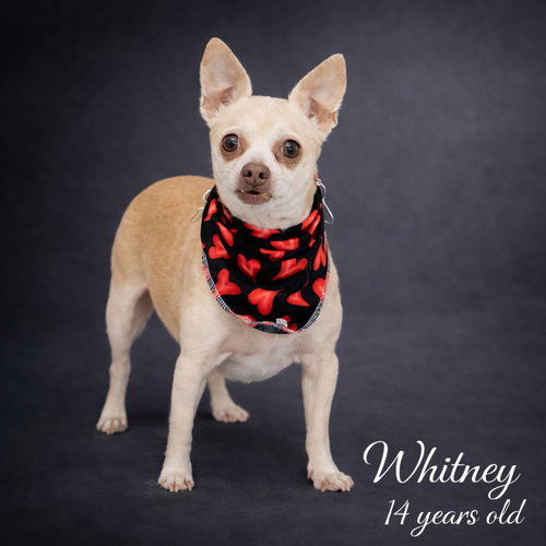 Whitney, an adoptable Chihuahua in Elizabethtown, PA