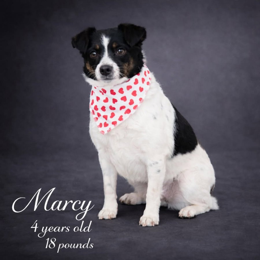 Marcy