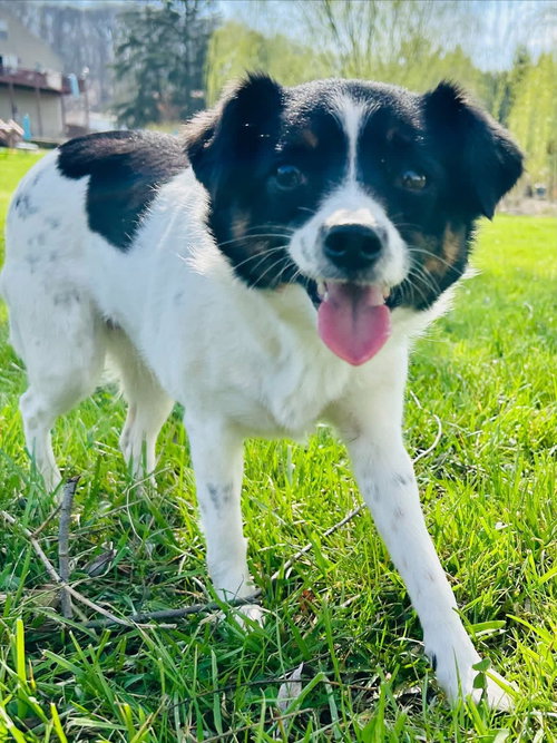 Marcy, an adoptable Unknown breed in Elizabethtown, PA