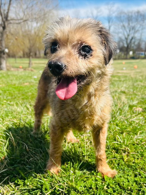 Kevin, an adoptable Unknown breed in Elizabethtown, PA