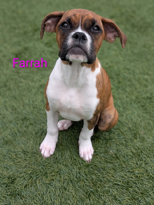 Farrah, an adoptable Boxer in Elizabethtown, PA