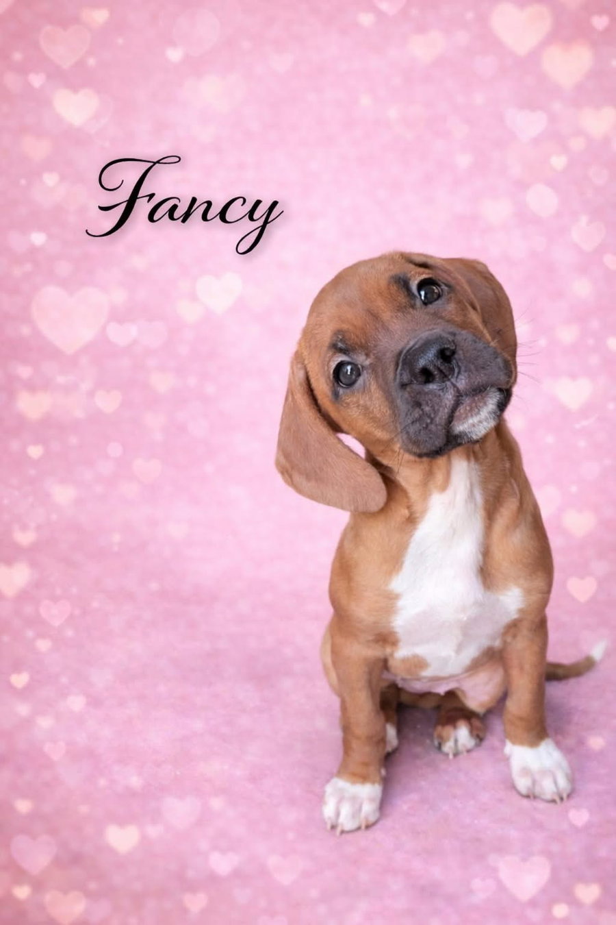 Fancy